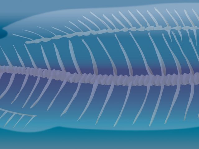 Fishbone